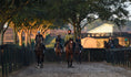 Load image into Gallery viewer, Ocala Farm Tours
