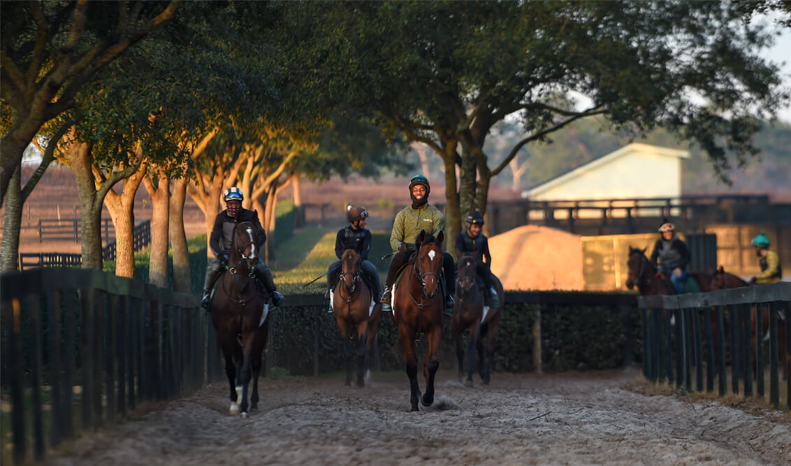 Ocala Farm Tours