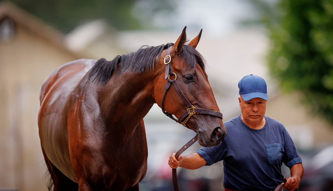 Legna Per Accendere Il Camino Tronchetto Saratoga Da 1100g Accendifuoco Per Camino O Stufa - Foto 4