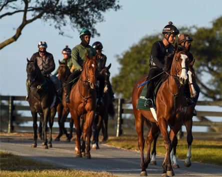Ocala Farm Tours