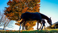 Load image into Gallery viewer, Lexington Fall Experience
