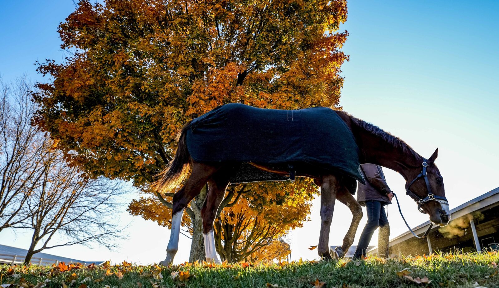 Lexington Fall Experience