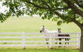 Load image into Gallery viewer, 2026 Lexington Fall Weekends
