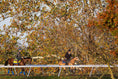 Load image into Gallery viewer, 2026 Breeders' Cup Kickoff Party
