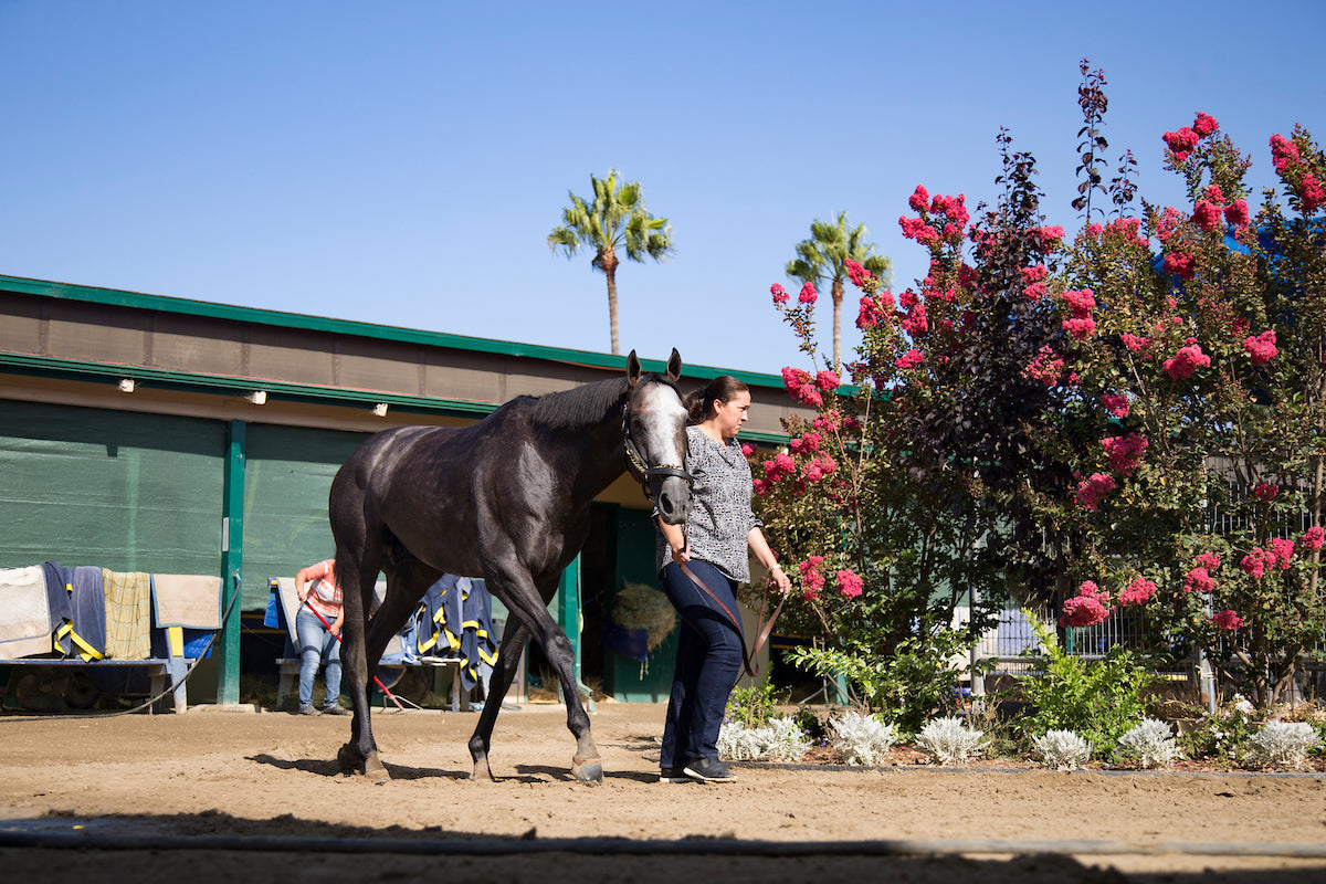 Pacific Classic at Del Mar