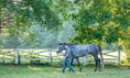 Load image into Gallery viewer, Saratoga Summer 2025
